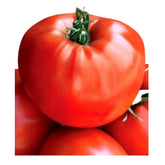 Hectarul - Seminte de tomate Medelina, 0.3 grame FLORIAN